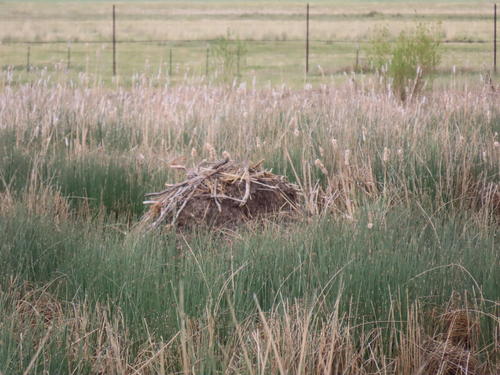 American Beaver photographed in New Mexico
