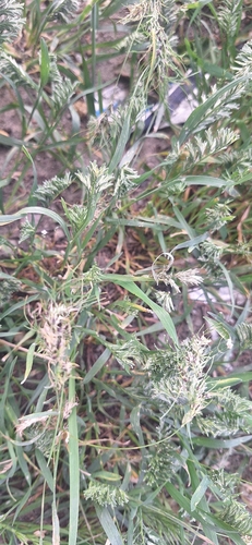 Sclerochloa dura, photograph 1