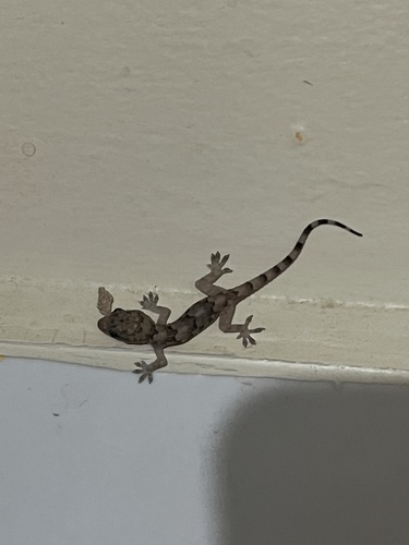 Tropical House Gecko