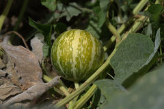 Cucurbita palmata