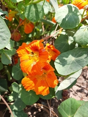 Tropaeolum majus