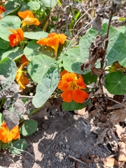 Tropaeolum majus