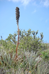 Puya glomerifera
