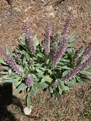 Lupinus villosus