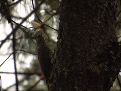 Lepidocolaptes affinis