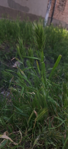 Bromus scoparius, photograph 5