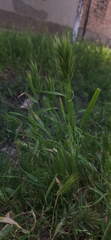 Bromus scoparius, photograph (c) G'ofurova Gulxayo, some rights reserved (CC BY)