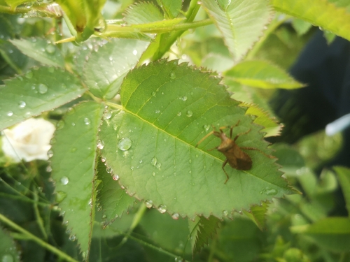 Dock Bug