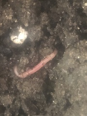 Tubulanus