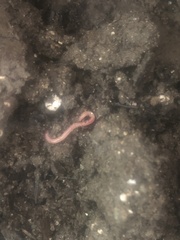 Tubulanus