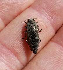 Chrysochroinae