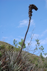 Puya glomerifera