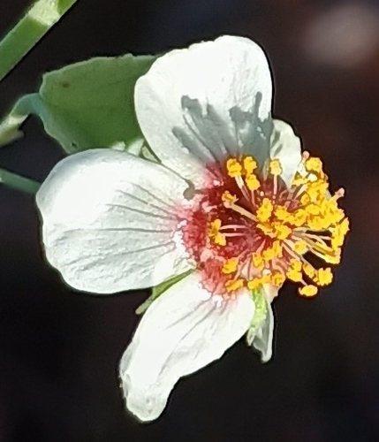 Abutilon incanum observed 2026-05-23