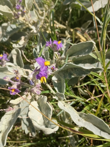 Australian wild tomato