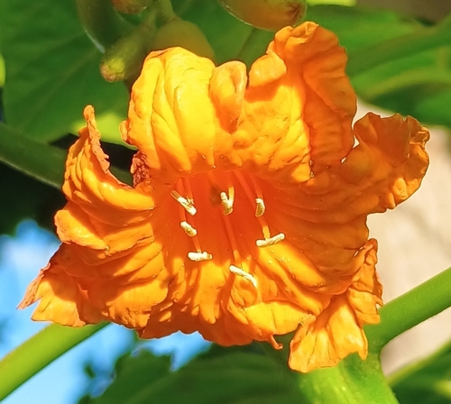 Cordia subcordata observed 2026-05-23