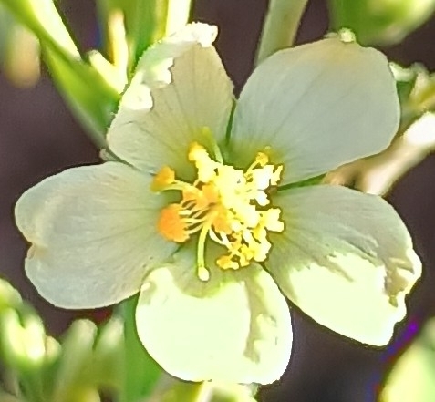 Abutilon incanum observed 2026-05-23