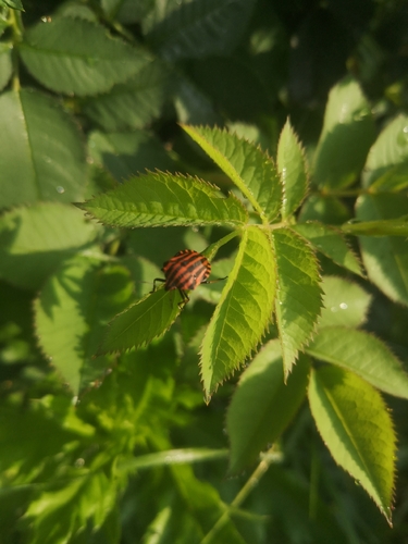Continental Striped Shield Bug