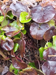 Hexastylis virginica