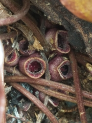 Hexastylis virginica