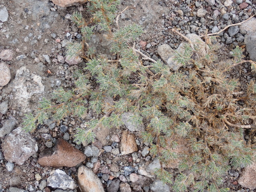 Tiquilia gossypina