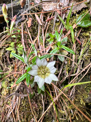Gentiana flavomaculata, photograph (c) Jaw-Jian La, some rights reserved (CC BY)