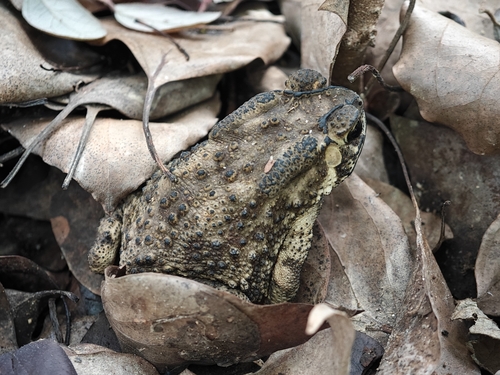 Asian Common Toad