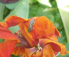 Halictus tumulorum