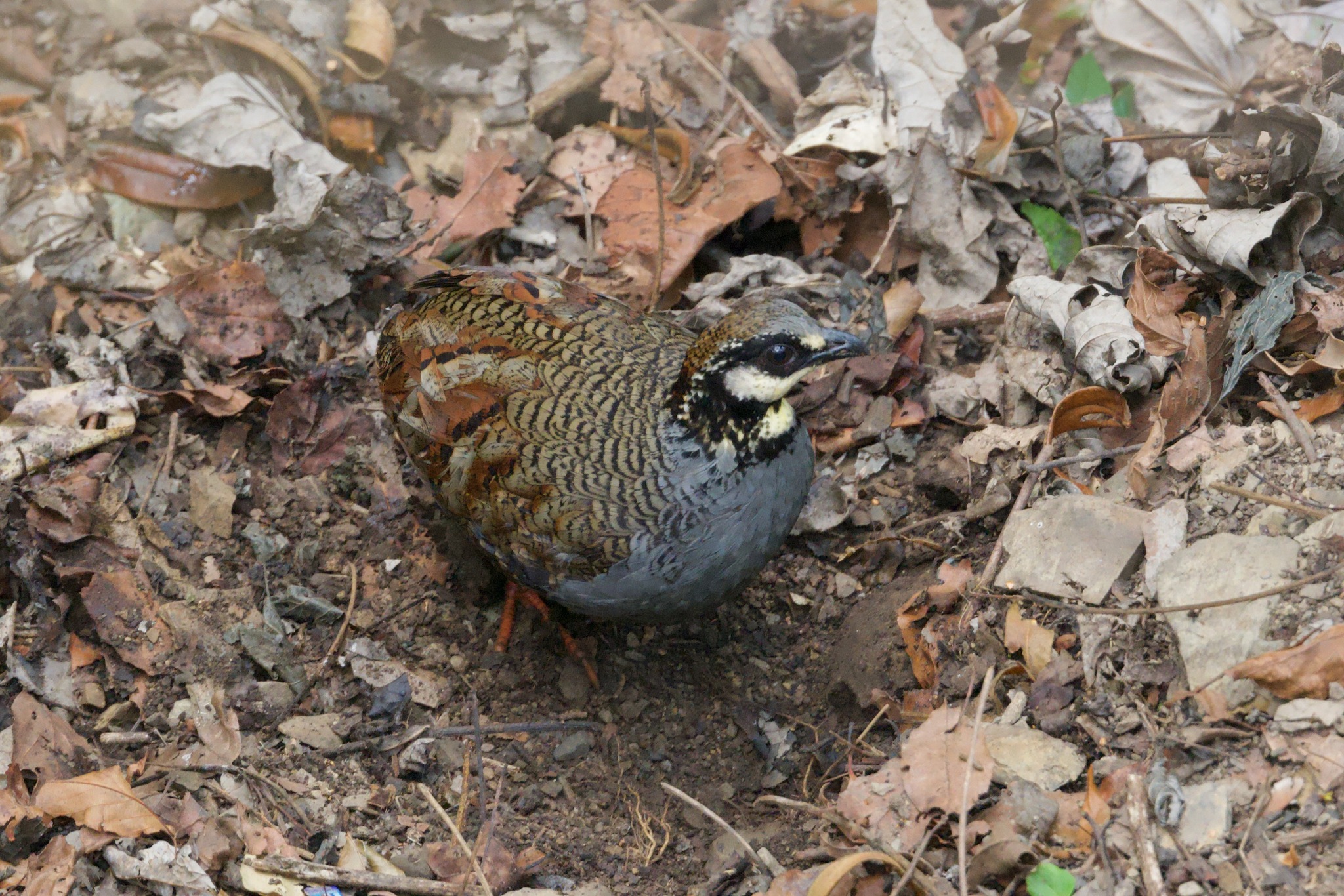 Taiwan Partridge (Arborophila crudigularis), photo 4