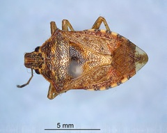 Podisus serieventris