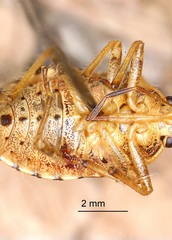 Podisus serieventris