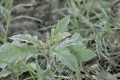 Solanum elaeagnifolium