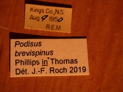 Podisus serieventris