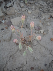 Chaenactis macrantha