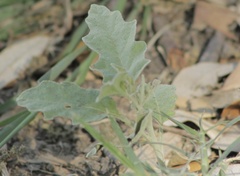 Solanum elaeagnifolium