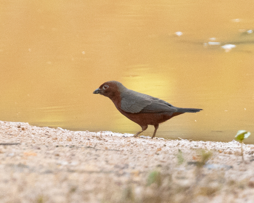 Chestnut-breasted Nigrita (Nigrita bicolor), photo 3
