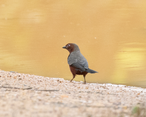 Chestnut-breasted Nigrita (Nigrita bicolor), photo 2