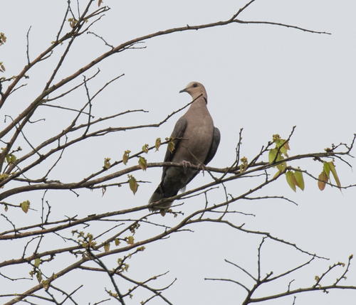 Red-eyed Dove