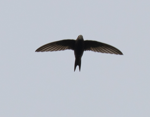 Common Swift