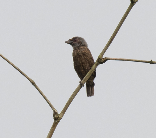 Grey-throated Barbet