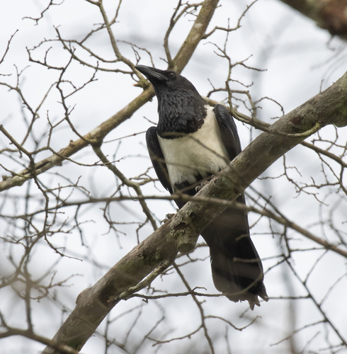 Pied Crow