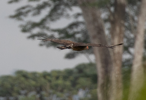 African Harrier-Hawk