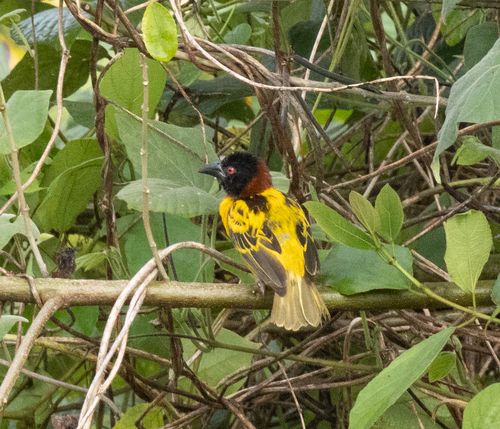 Village Weaver