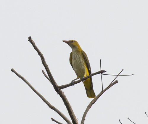 Eurasian Golden Oriole
