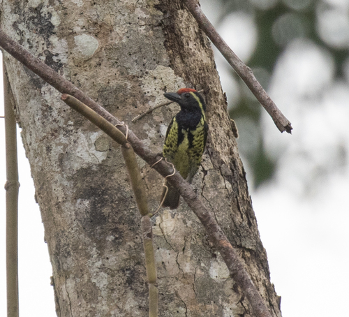 Yellow-spotted Barbet (Buccanodon duchaillui), photo 1