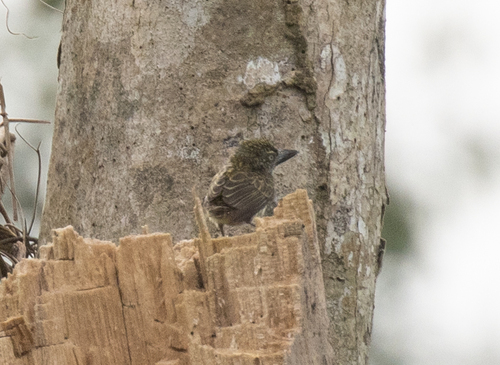 Speckled Tinkerbird (Pogoniulus scolopaceus)