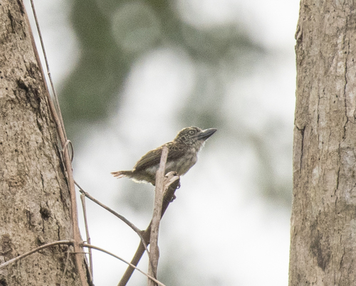 Speckled Tinkerbird (Pogoniulus scolopaceus), photo 2
