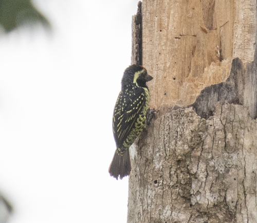 Yellow-spotted Barbet (Buccanodon duchaillui), photo 2