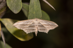 Arcobara multilineata