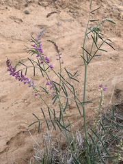Astragalus gracilis