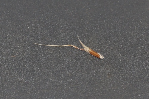 Spike-oat